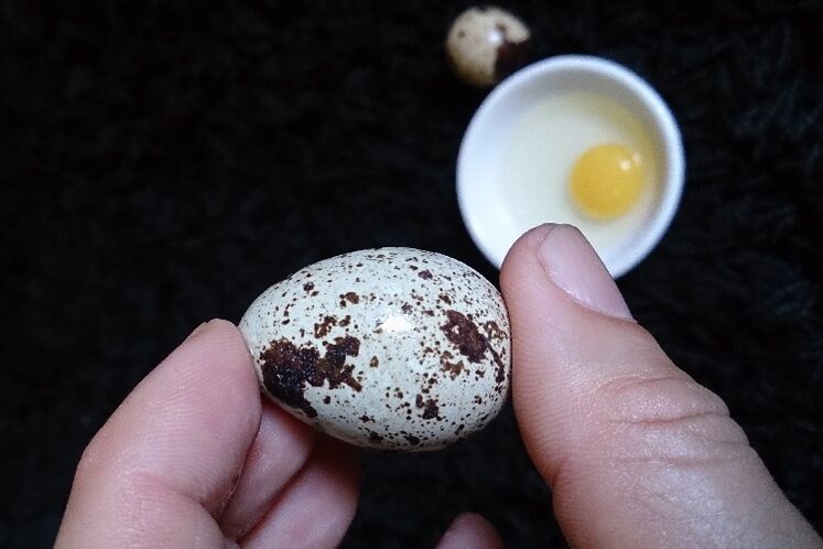 gücü artırmak için bıldırcın yumurtası